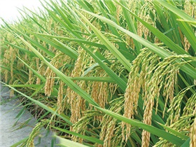 深兩優(yōu)1號
