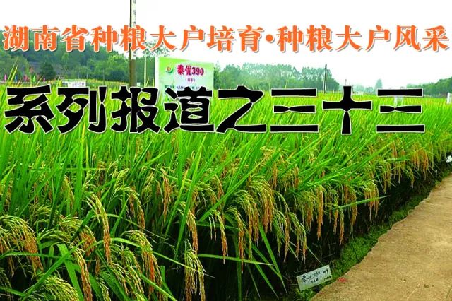 優(yōu)至種業(yè) 只為優(yōu)質(zhì)——湖南省種糧大戶培育·種糧大戶風(fēng)采 系列報道之三十三